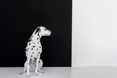 bir sevimli Dalmaçyalı köpeğin oturma siyah beyaz duvarının yakınında ve uzağa arıyorsunuz