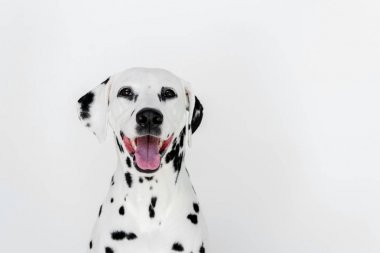 açık ağız beyaz izole bir sevimli Dalmaçyalı köpekle