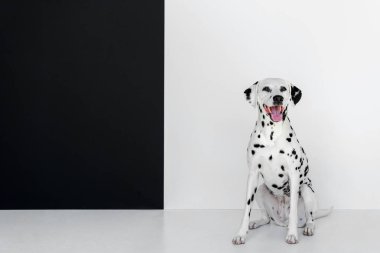 siyah ve beyaz duvara yakın oturan bir sevimli Dalmaçyalı köpek