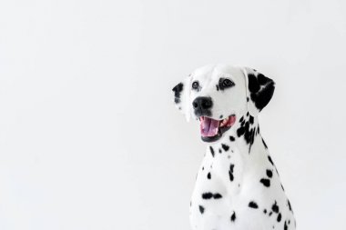 one cute dalmatian dog with open mouth looking away isolated on white clipart