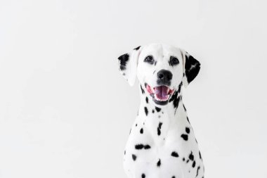 açık ağız beyaz izole bir sevimli Dalmaçyalı köpekle