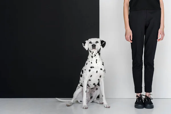 ダルメシアン犬と黒と白の壁の近くに立っている黒い服のスタイリッシュな女性のトリミングされた画像 — ストック写真