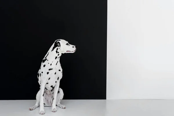 Jeden Ładny Dalmatyńczyk Pies Siedzi Blisko Czarno Białe Ściany Szukasz — Zdjęcie stockowe