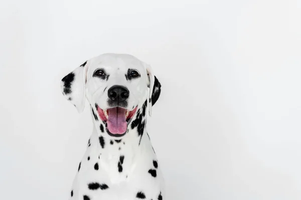 Jeden Roztomilý Dalmatin Pes Otevřenými Ústy Izolované Bílém — Stock fotografie