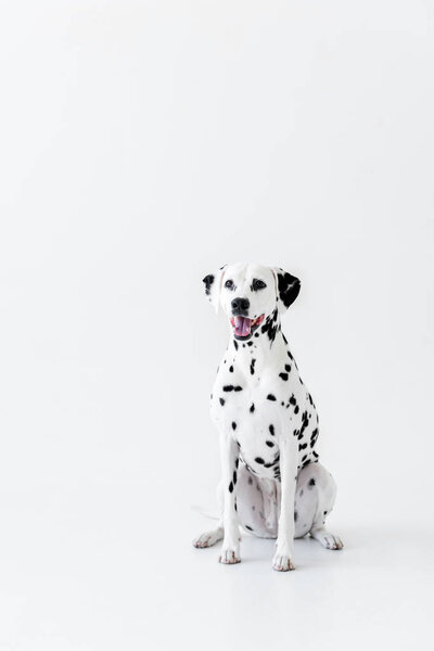 one cute dalmatian dog sitting on white