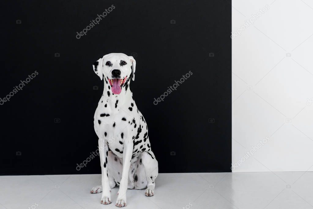 one cute dalmatian dog sitting near black and white wall with open mouth