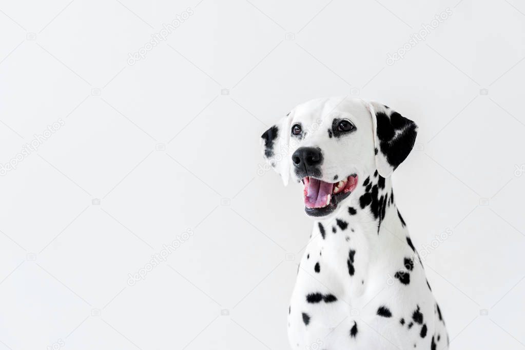 one cute dalmatian dog with open mouth looking away isolated on white