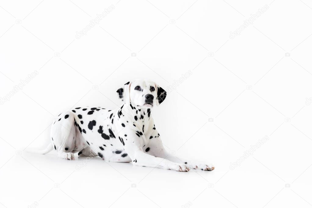 one cute dalmatian dog lying isolated on white