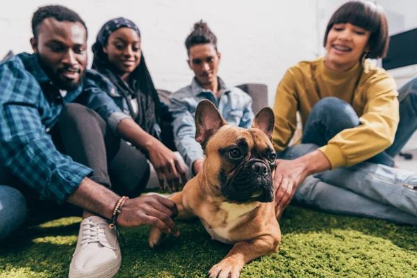 closeup shot of french bulldog and group of multicultural friends