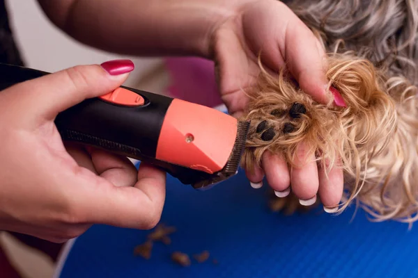 Groomer trimming dog — Stock Photo