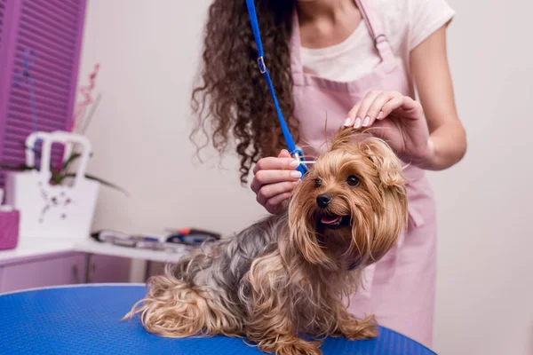 Peluquero limpieza orejas de perro - foto de stock