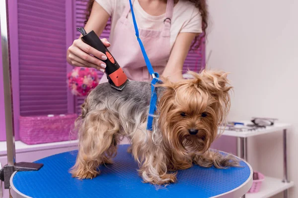 Groomer trimming dog — Stock Photo