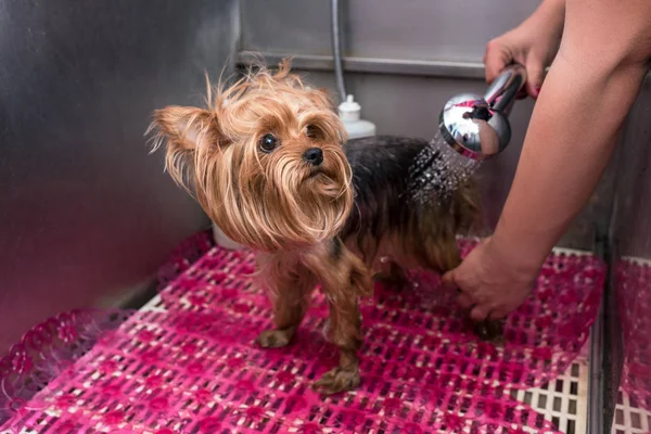 Toiletteur chien de lavage — Photo de stock