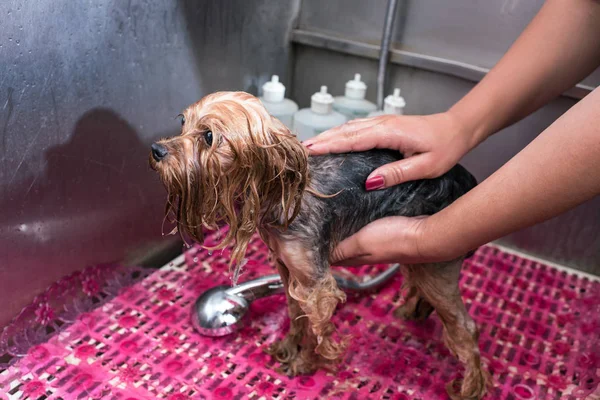 Groomer washing dog — Stock Photo