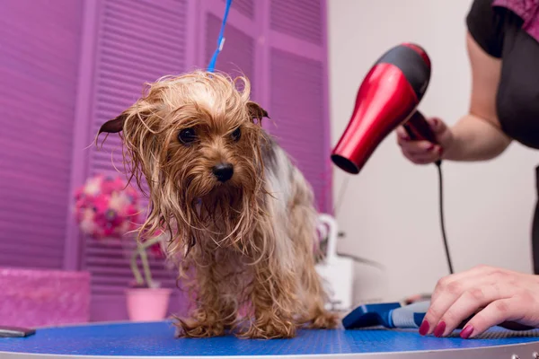 Groomer drying dog — Stock Photo