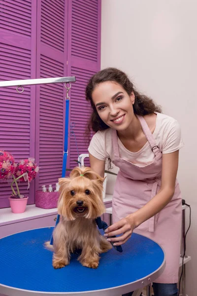 Groomer grooming dog — Stock Photo