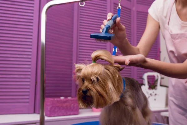 Groomer grooming dog — Stock Photo