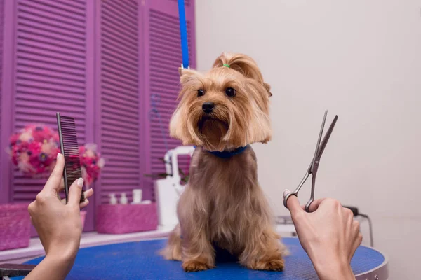 Groomer grooming dog — Stock Photo