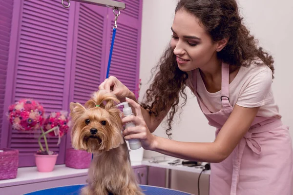 Groomer grooming dog — Stock Photo