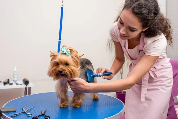 Groomer grooming dog — Stock Photo