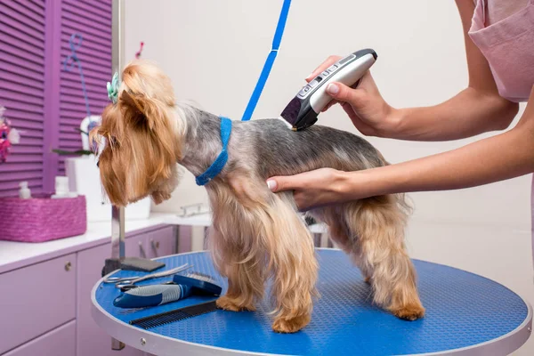 Groomer trimming dog — Stock Photo