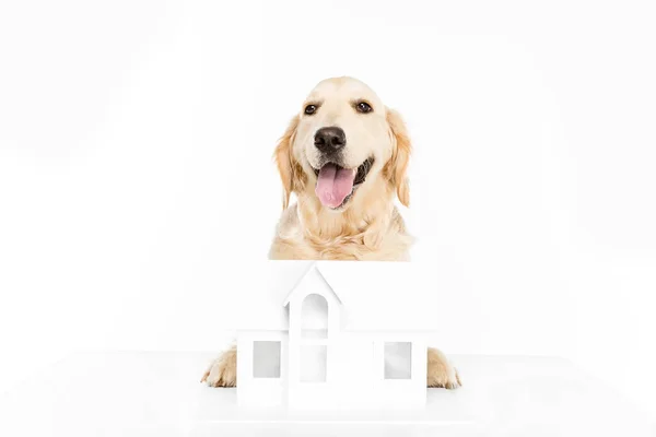 Cane con modello di casa — Foto stock