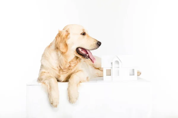 Dog with house model — Stock Photo