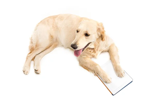 Cane con tablet digitale — Foto stock