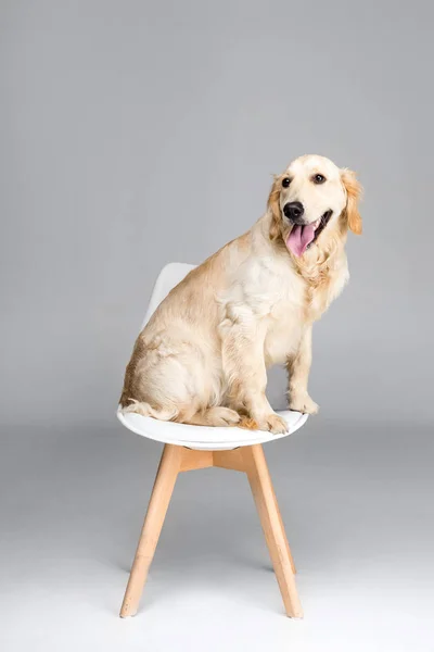 Dog sitting on chair — Stock Photo