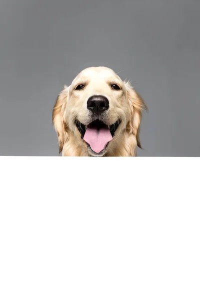 Dog with empty blank — Stock Photo