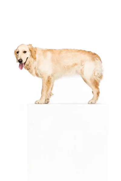 Dog with empty blank — Stock Photo