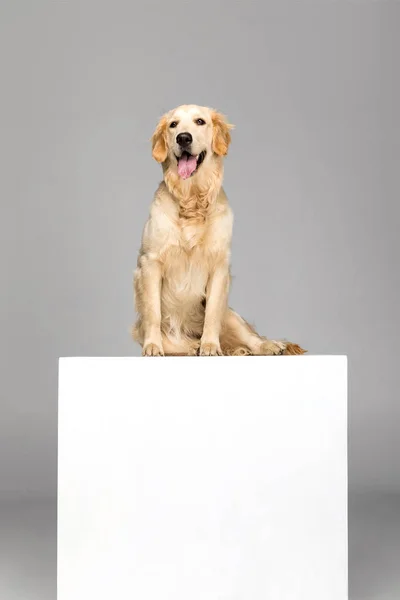 Perro con vacío en blanco - foto de stock