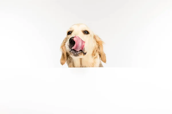 Dog with empty blank — Stock Photo