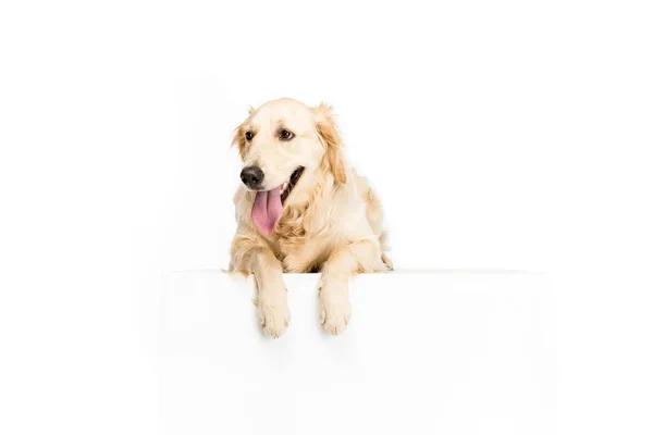 Perro con vacío en blanco - foto de stock