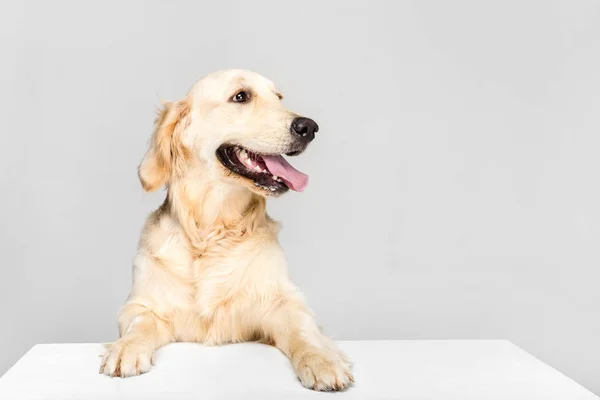 Perro con vacío en blanco - foto de stock