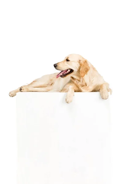 Dog with empty blank — Stock Photo