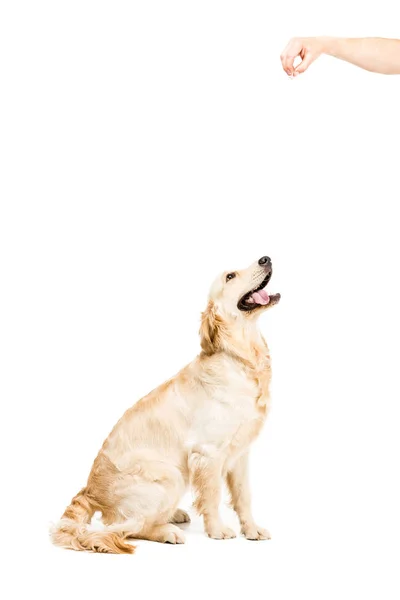 Golden cane retriever — Foto stock