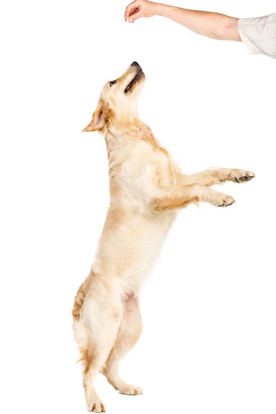 Cane che salta su — Foto stock