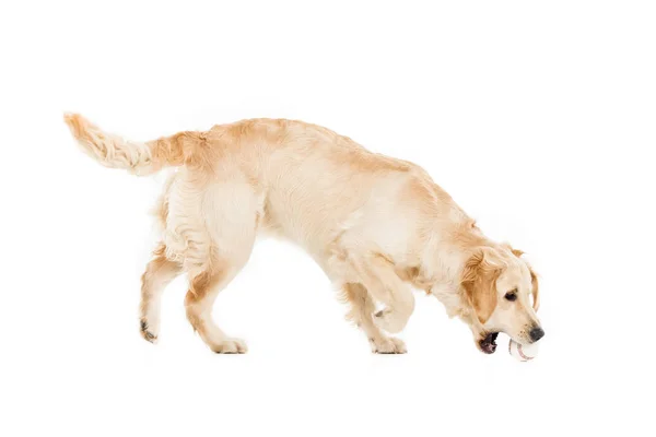 Perro jugando con pelota - foto de stock