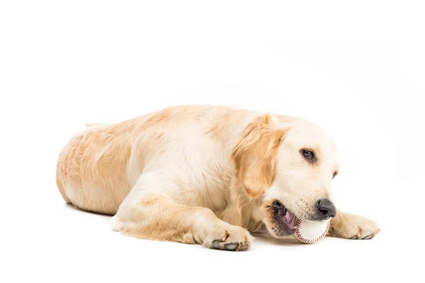 Perro jugando con pelota - foto de stock