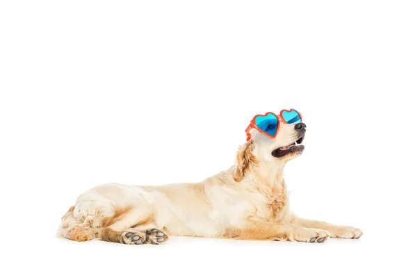 Dog in heart shaped sunglasses — Stock Photo