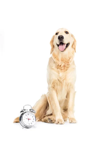 Dog with alarm clock — Stock Photo