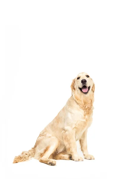 Golden retriever dog — Stock Photo