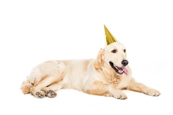 Perro en sombrero de fiesta - foto de stock