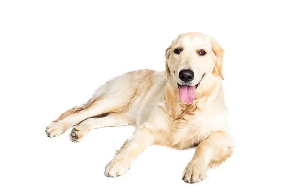 Golden Retriever Hund — Stockfoto