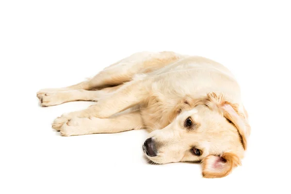 Golden retriever dog — Stock Photo