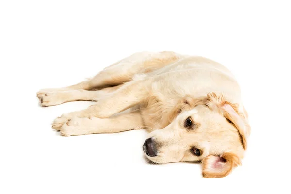 Golden cane retriever — Foto stock