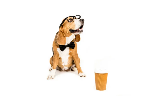Beagle в очках и галстуке-бабочке — стоковое фото