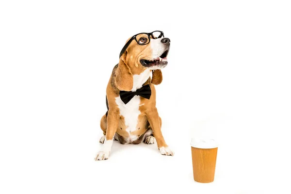 Beagle mit Brille und Fliege — Stockfoto