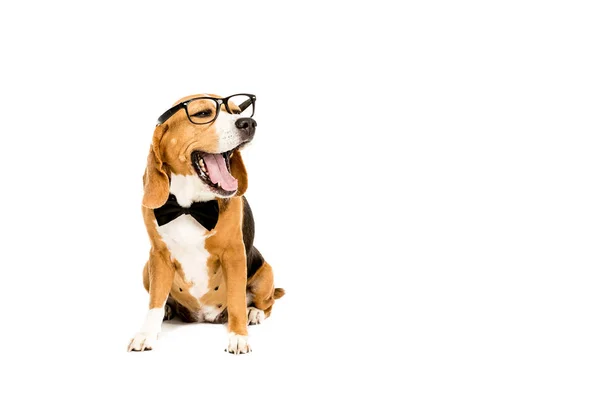Yawning dog in eyeglasses — Stock Photo